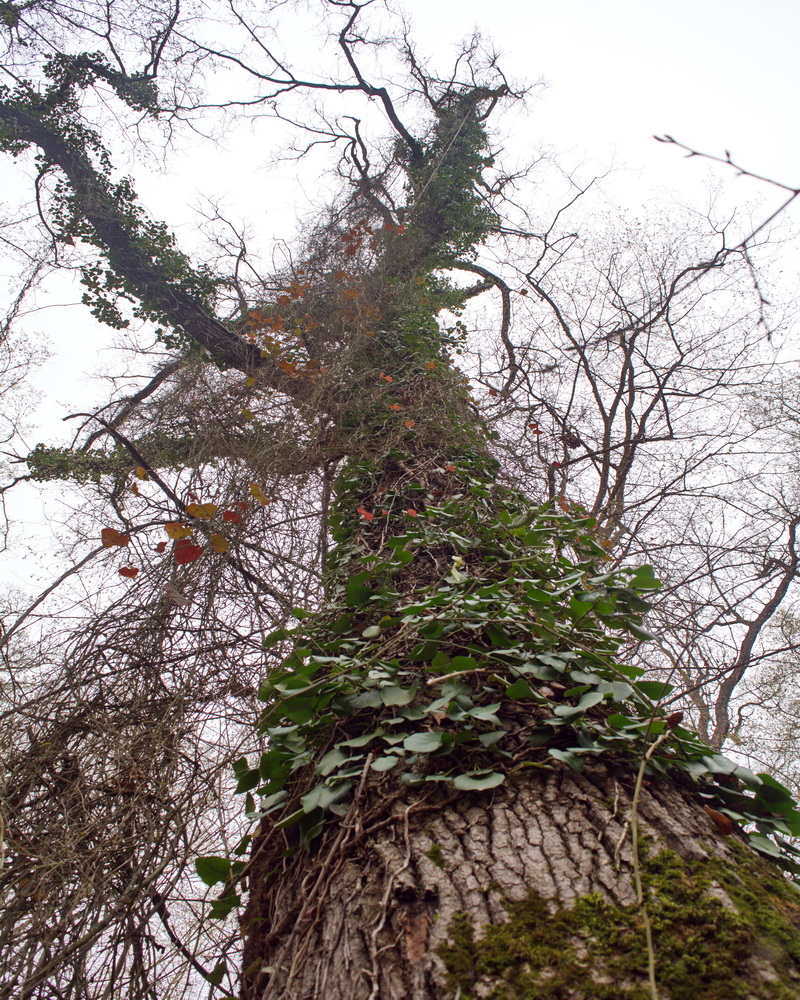 Image of Hedera pastuchovii specimen.