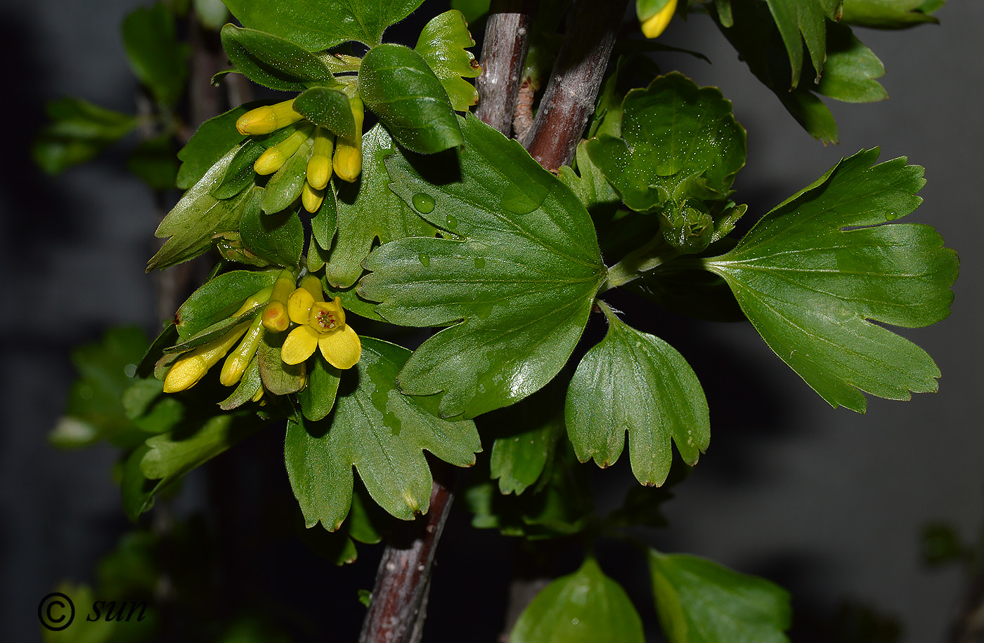 Image of Ribes aureum specimen.