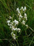 Habenaria linearifolia. Соцветия. Хабаровский край, р-н им. Лазо, 3 км Оборской ветки. 04.08.2014.