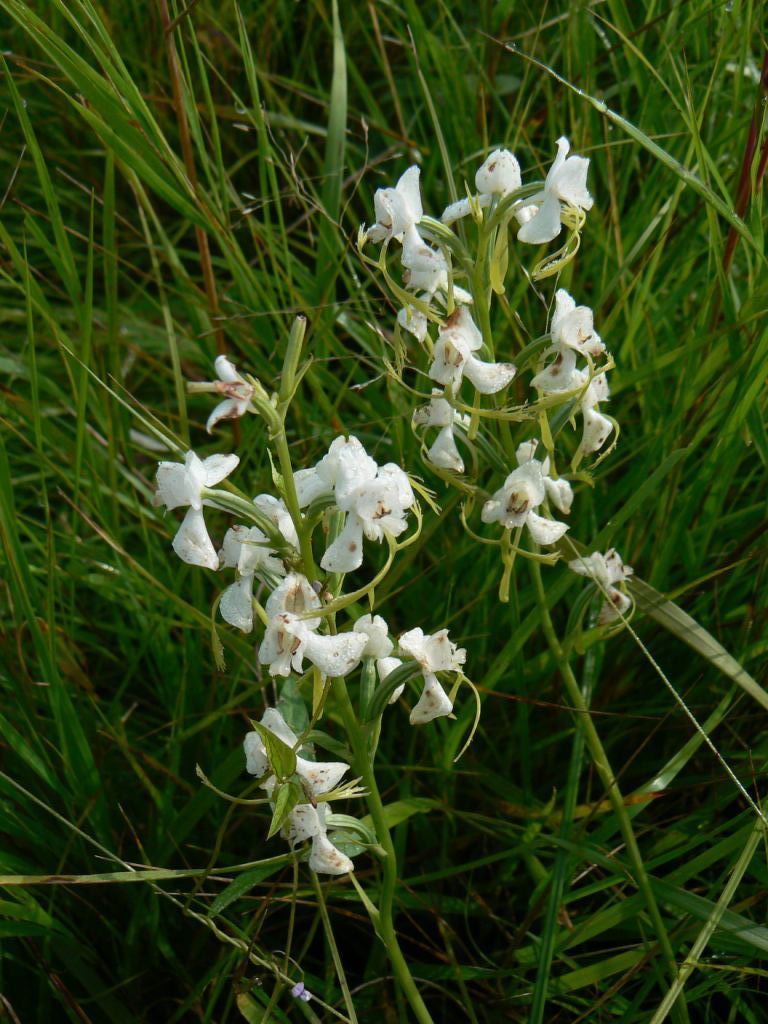 Image of Habenaria linearifolia specimen.