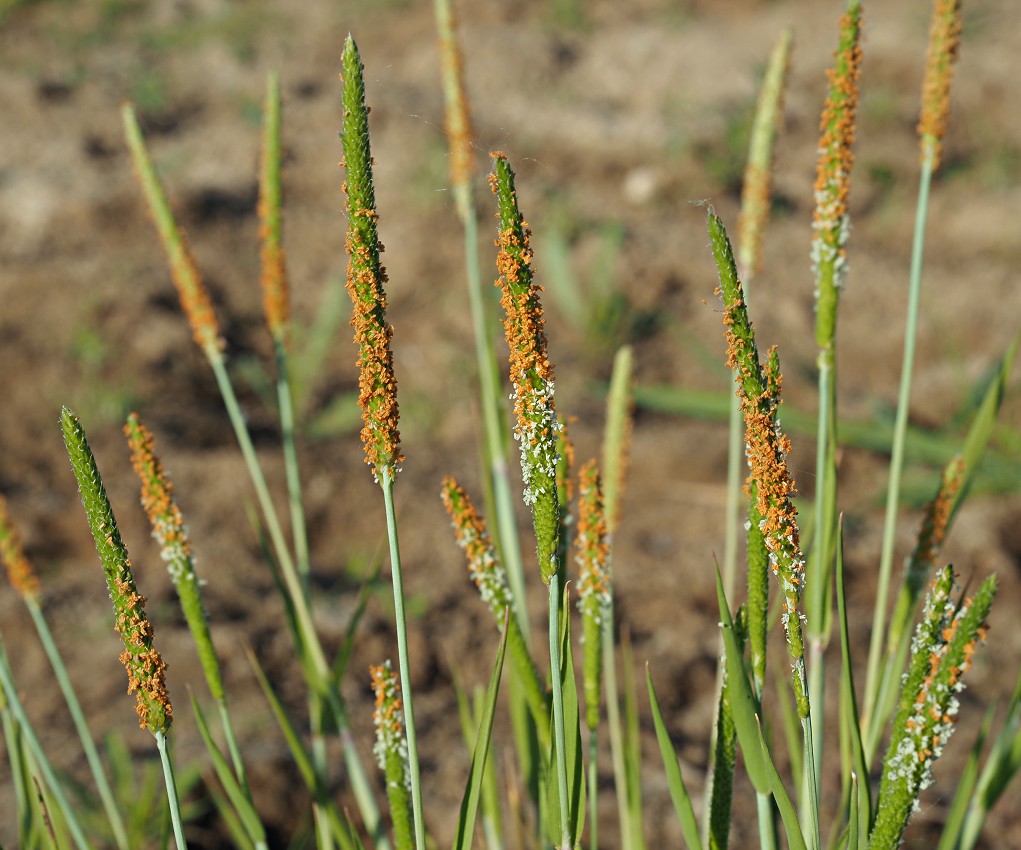 Image of Alopecurus aequalis specimen.