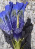 Gentiana alpina