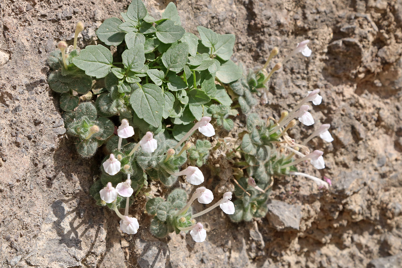 Изображение особи Scutellaria leptosiphon.