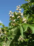 Aesculus hippocastanum. Соцветия и листья. Санкт-Петербург, Старый Петергоф, парк \"Сергиевка\". 29.05.2021.