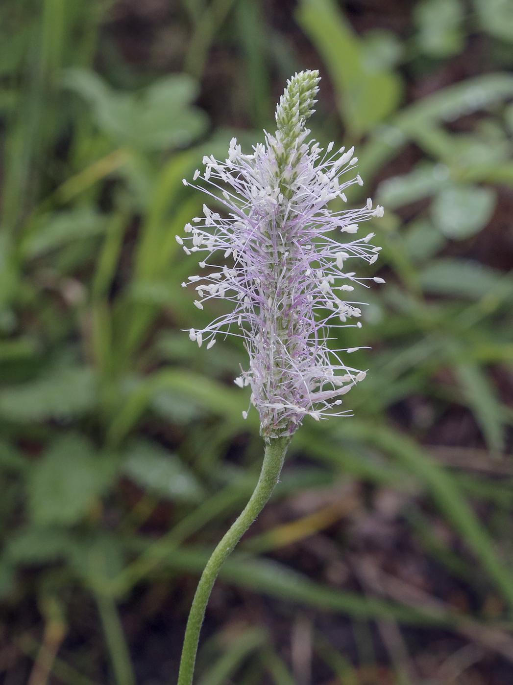 Изображение особи Plantago urvillei.