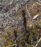 Orobanche krylowii