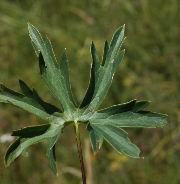 Изображение особи Delphinium dictyocarpum.