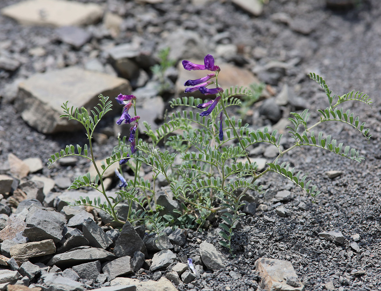 Изображение особи Vicia alpestris.