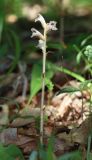 Orobanche crenata. Цветущее растение (паразитирует на Laserpitium hispidum). Крым, Долгоруковская яйла, дубовый лес. 18 июля 2021 г.