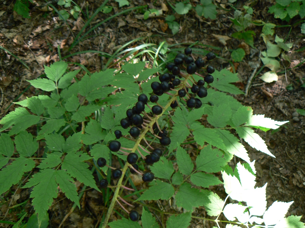 Изображение особи Actaea asiatica.