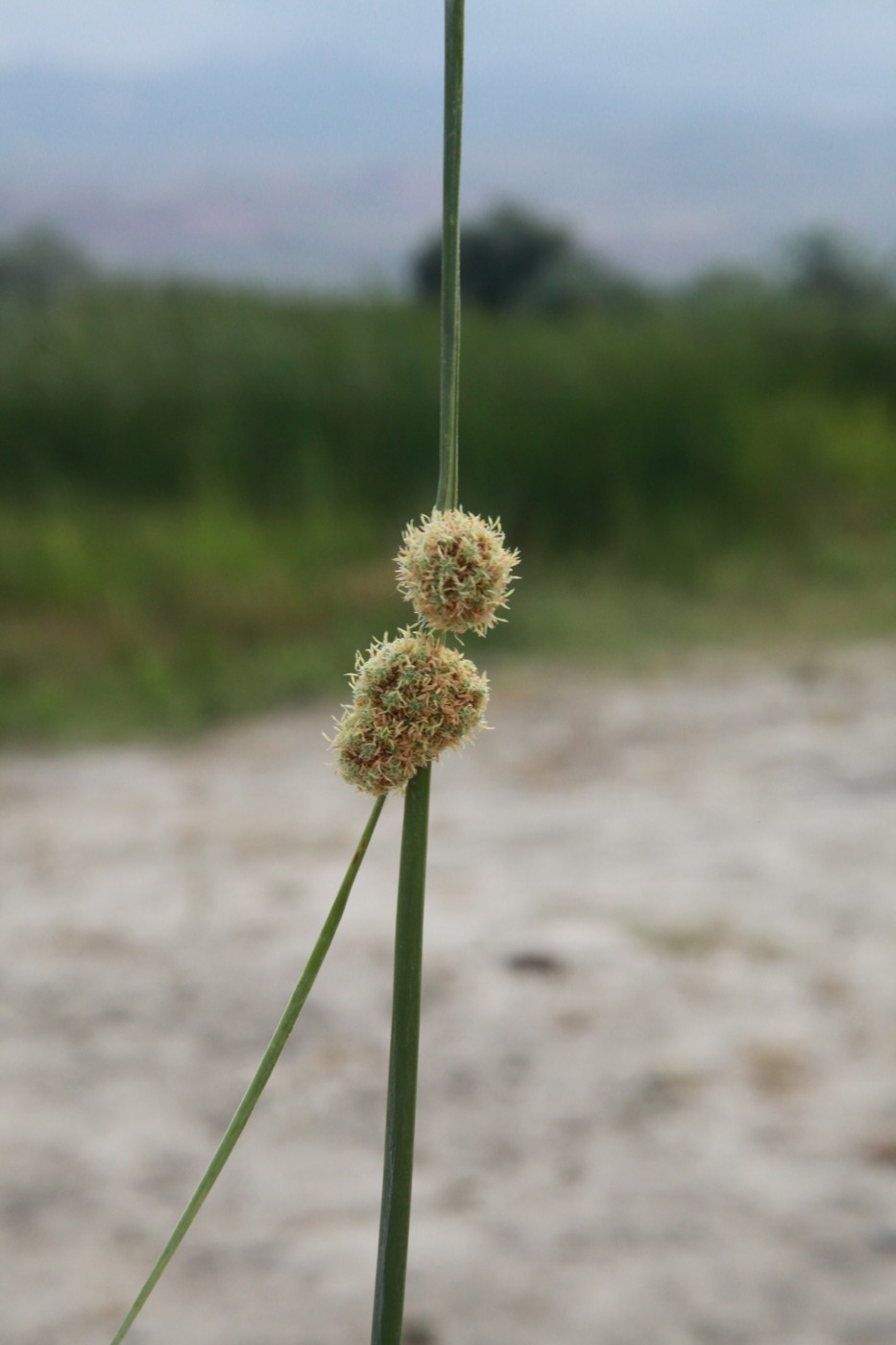 Изображение особи Scirpoides holoschoenus.