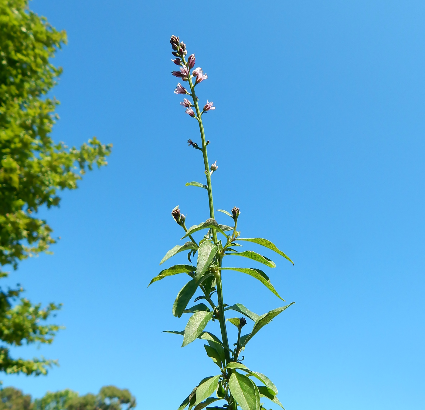 Image of Lysimachia dubia specimen.