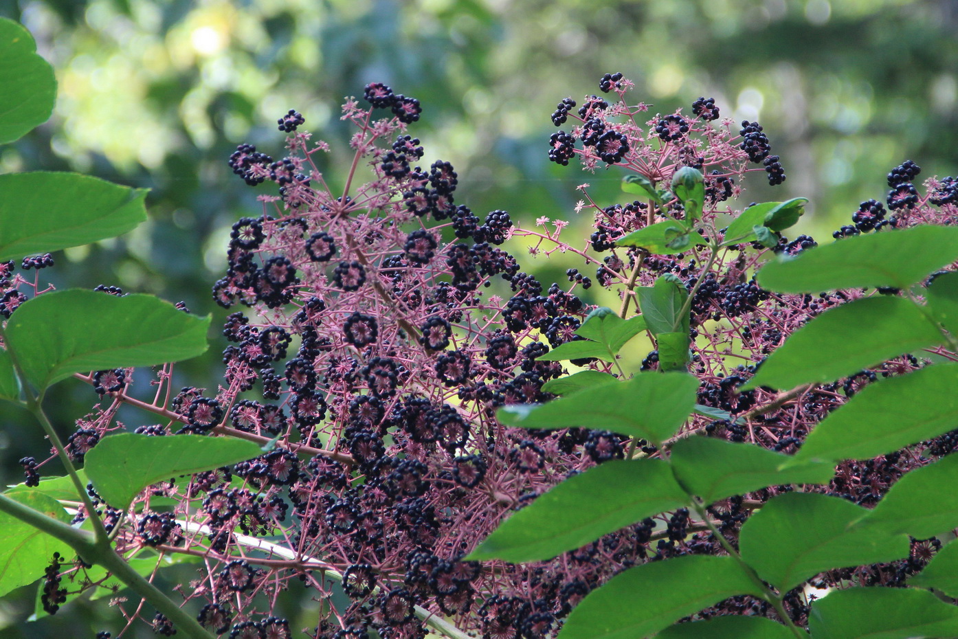 Image of Aralia elata specimen.