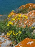 Senecio vernalis