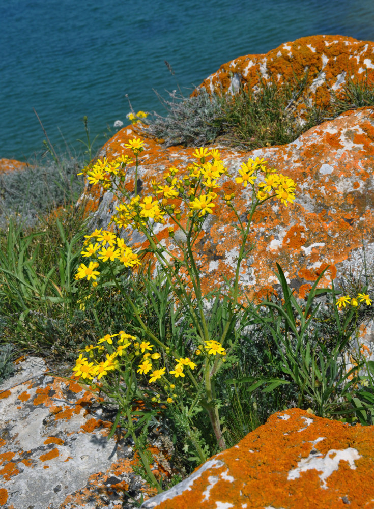 Изображение особи Senecio vernalis.