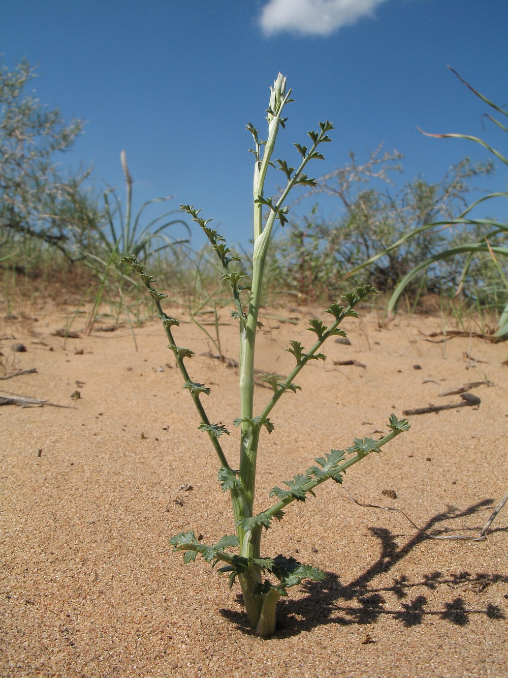 Image of Oedibasis apiculata specimen.