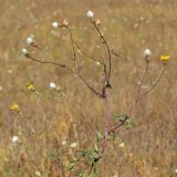 Crepis rhoeadifolia. Верхушка растения с соцветиями и соплодиями. Ростовская обл., Неклиновский р-н, Андреево-Мелентьевское с/п, балка Сухая, в сухой степи. 26.10.2021.