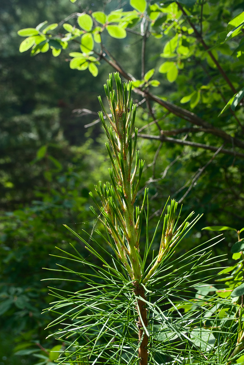 Image of Pinus sibirica specimen.