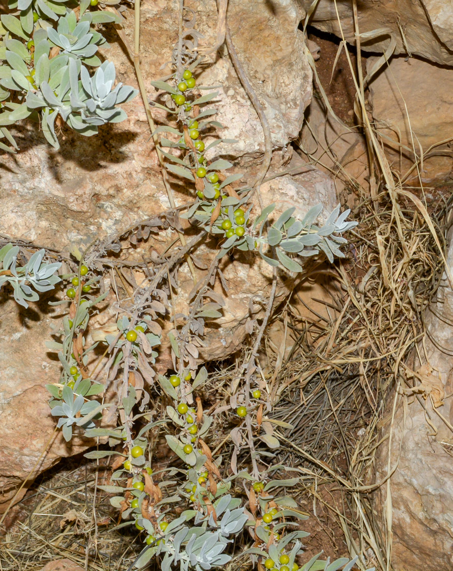 Image of Eremophila glabra specimen.