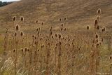 Dipsacus laciniatus