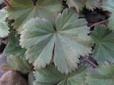 Alchemilla bombycina