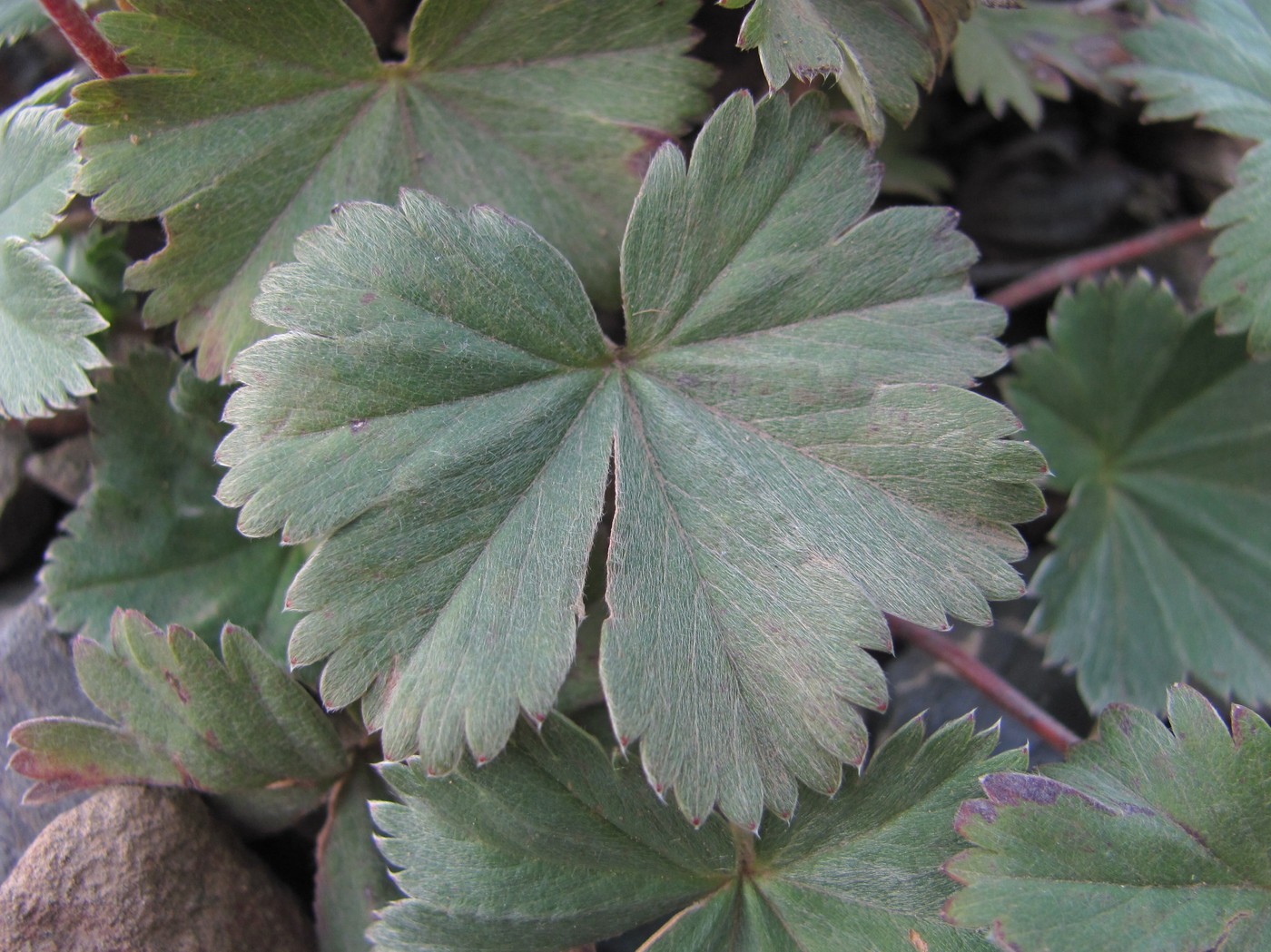 Image of Alchemilla bombycina specimen.