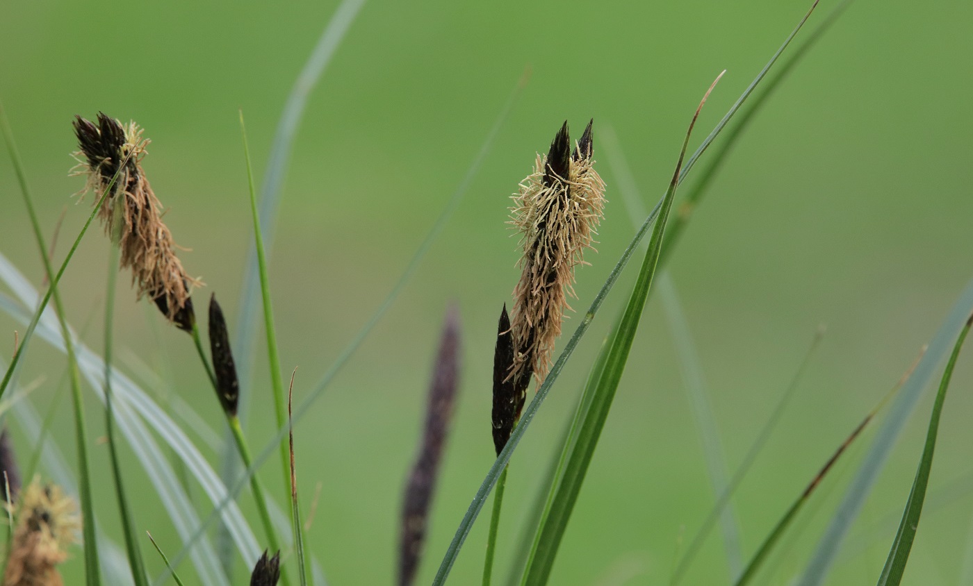 Изображение особи род Carex.