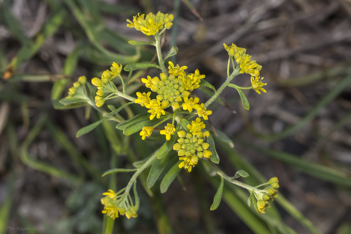 Изображение особи Odontarrhena obtusifolia.