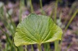 Viola brachysepala. Лист. Приморский край, Уссурийский гор. округ, окр. с. Монакино, поляна в широколиственном лесу. 15.05.2022.