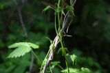 Humulus lupulus. Части побегов. Калужская обл., Боровский р-н, окр. дер. Семичёво, правый берег р. Руть. 4 июня 2022 г.