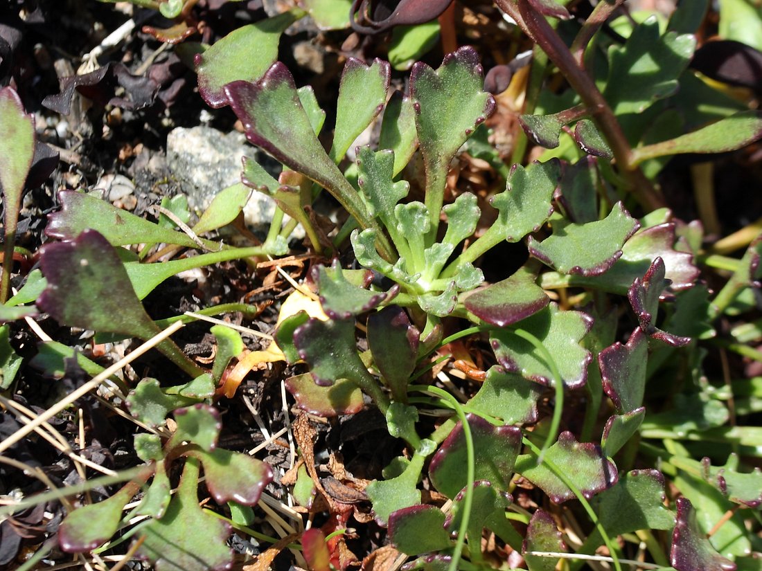 Image of Arctanthemum hultenii specimen.