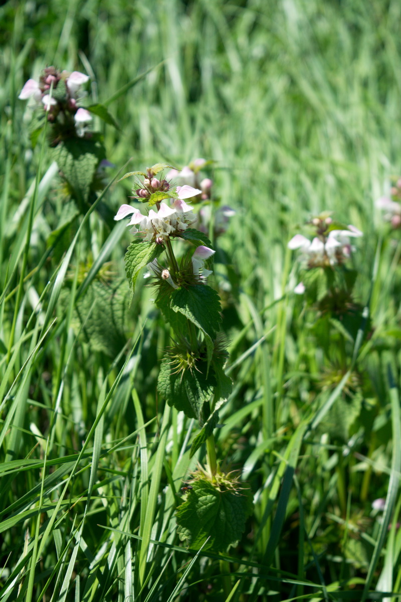 Image of Lamium caucasicum specimen.