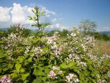 Rubus sanctus. Верхушка цветущего растения. Краснодарский край, м/о город-герой Новороссийск, водосборная зона Суджукской лагуны, территория дендропарка НПИ КубГТУ, разнотравно-злаковый луг. 15.06.2022.