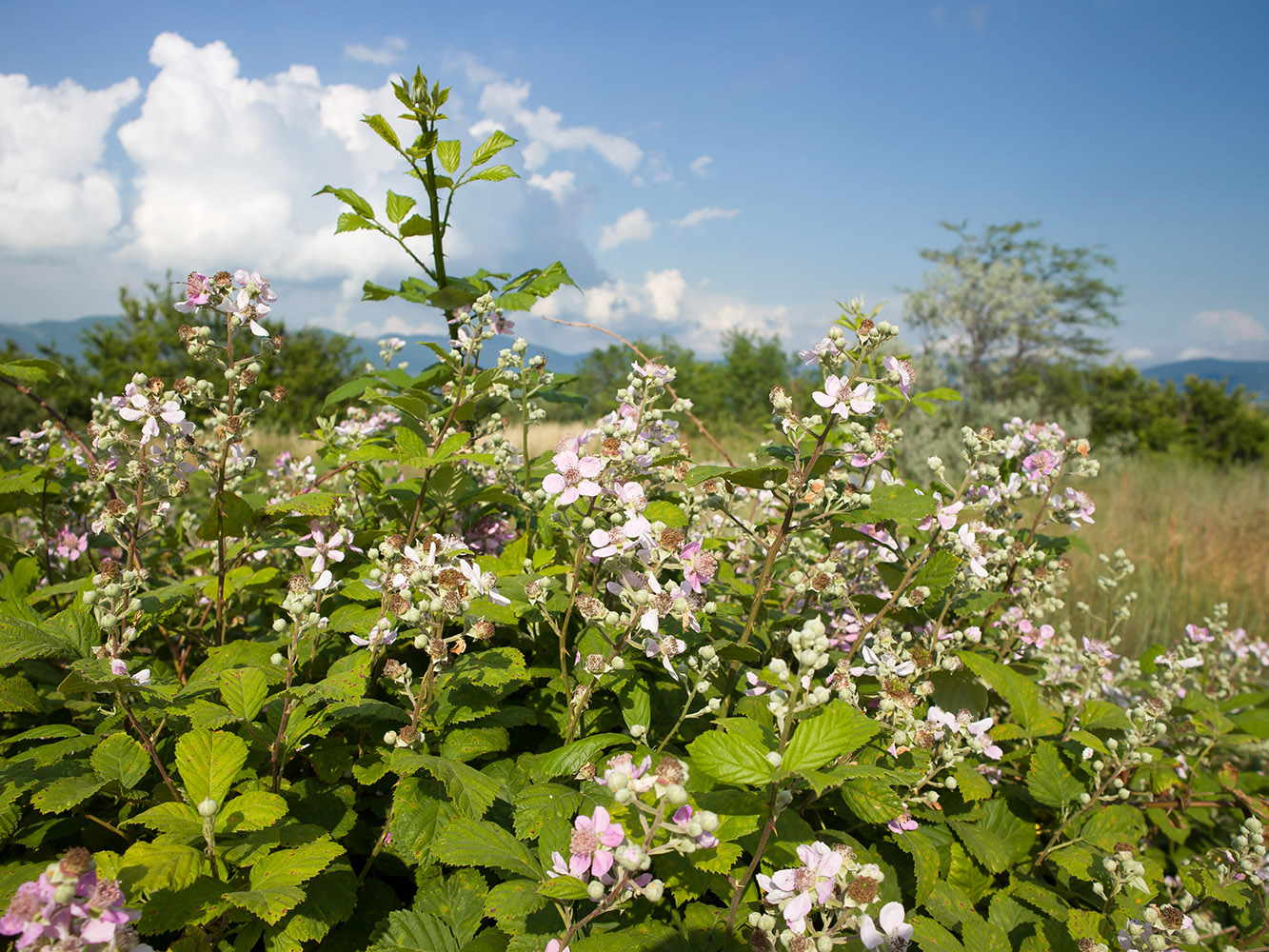 Image of Rubus sanctus specimen.