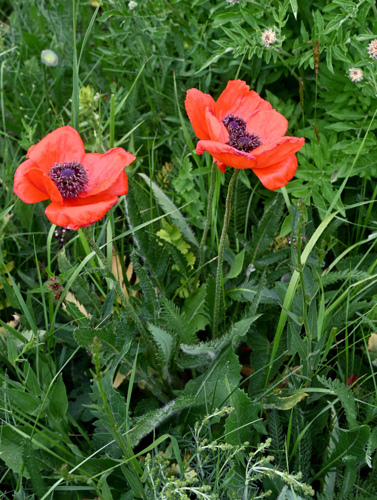 Изображение особи Papaver orientale.