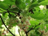 Enkianthus campanulatus. Часть ветви с соцветием. Москва, ботанический сад МГУ \"Аптекарский огород\", вересковая горка. 16.06.2022.