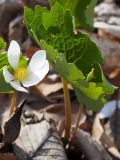 Sanguinaria canadensis