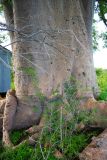 Adansonia digitata. Нижняя часть ствола. Ботсвана, р-н Центральный, Makgadikgadi Pans. 16.01.2008.