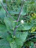 Verbascum marschallianum. Часть побега. Крым, склон горы Ю. Демерджи. 16.07.2021.