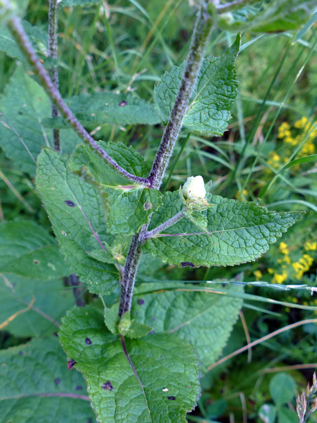 Изображение особи Verbascum marschallianum.