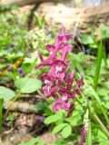 Corydalis caucasica