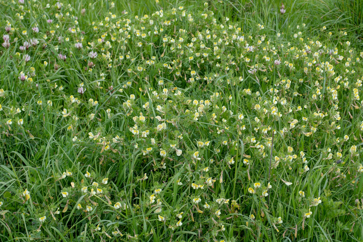 Image of Vicia hybrida specimen.