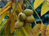 Juglans mandshurica