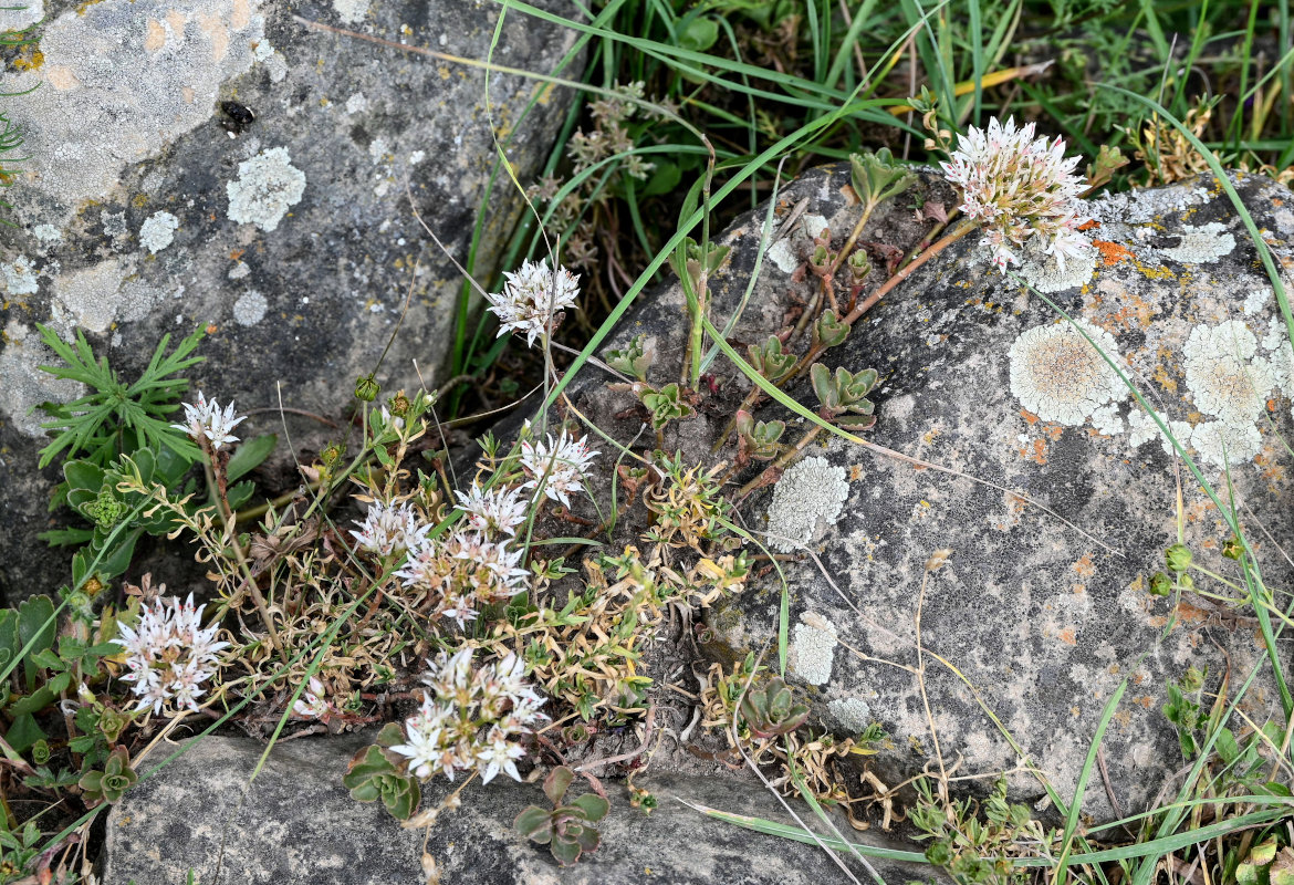 Image of Sedum oppositifolium specimen.