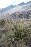 familia Asteraceae. Цветущее(?) растение. Южная Америка, Венесуэльские Анды, национальный парк \"Сьерра Невада\", гора Боливар, дол. оз. Лагуна Верде. 10.02.2007.