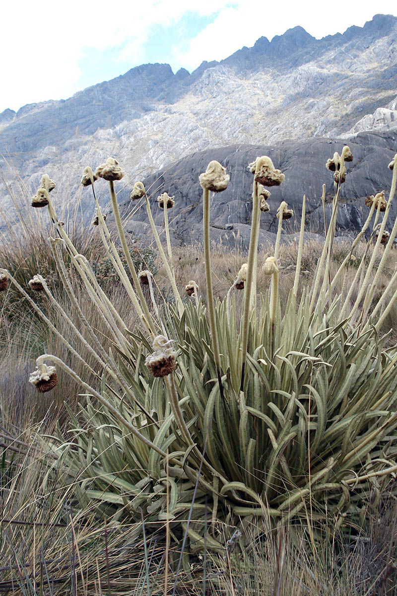 Image of familia Asteraceae specimen.