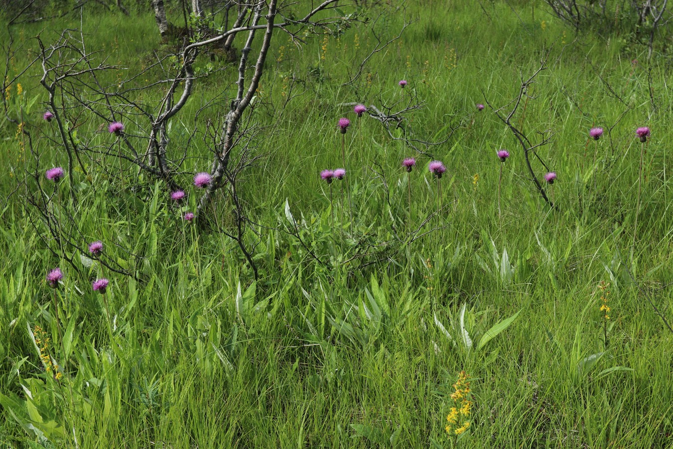 Изображение особи Cirsium heterophyllum.