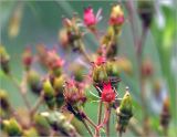 Saxifraga umbrosa