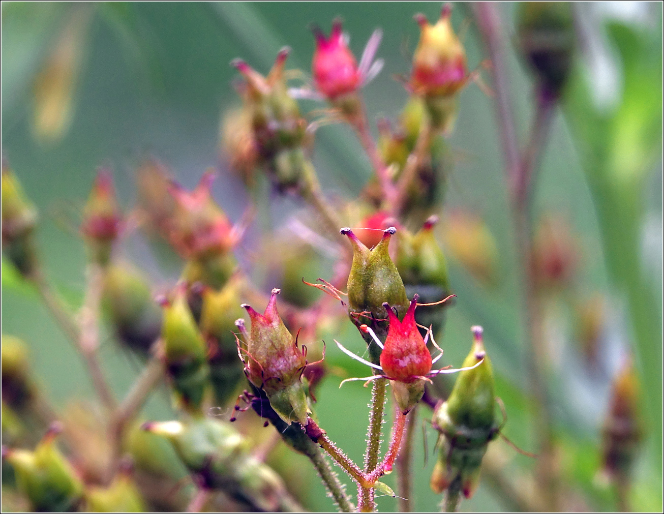 Изображение особи Saxifraga umbrosa.