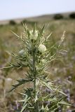 Cirsium turkestanicum. Верхушка расцветающего растения. Южный Казахстан, Таласский Алатау, подгорная степь ниже ущелья Аксай. 31.07.2010.